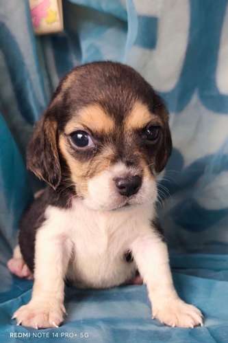 Beagles puros hembra y macho - Imagen 14