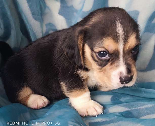Beagles puros hembra y macho - Imagen 12