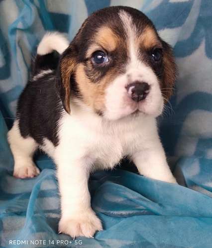 Beagles puros hembra y macho - Imagen 2