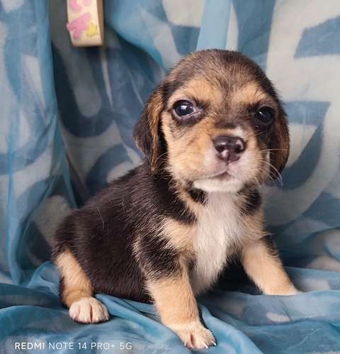 Beagles puros hembra y macho - Imagen 8