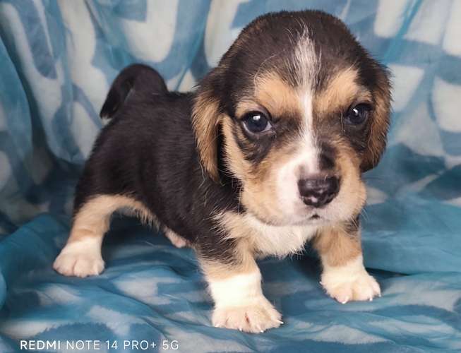 Beagles puros hembra y macho - Imagen 5