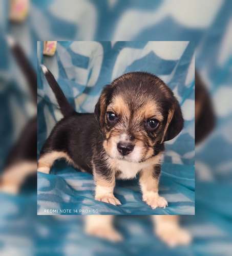 Beagles puros hembra y macho