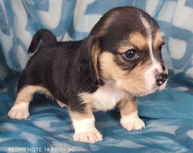 Beagles puros hembra y macho - Imagen 6