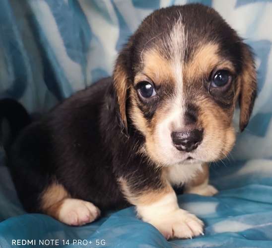 Beagles puros hembra y macho - Imagen 4