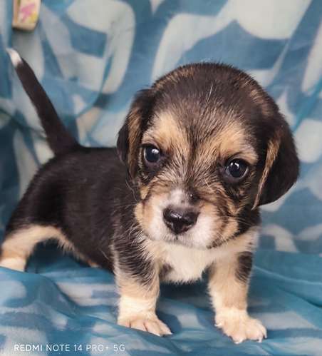 Beagles puros hembra y macho - Imagen 11
