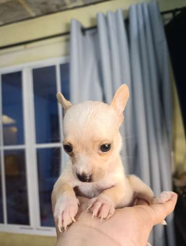 Chihuahua de bolsillo 