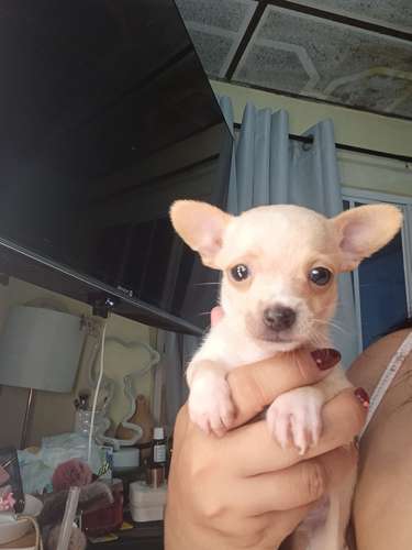 Chihuahua de bolsillo  - Imagen 3