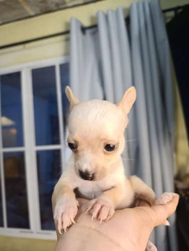 Chihuahua de bolsillo  - Imagen 2