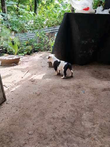 Cachorros pitbull 