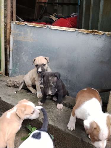 Cachorros pitbull 