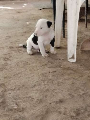 Cachorros pitbull 