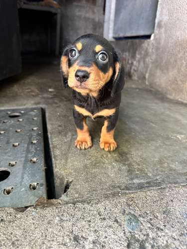 DACHSUND,  SALCHICHA  MES Y MEDIO , DESPARACITADO Y VACUNADO