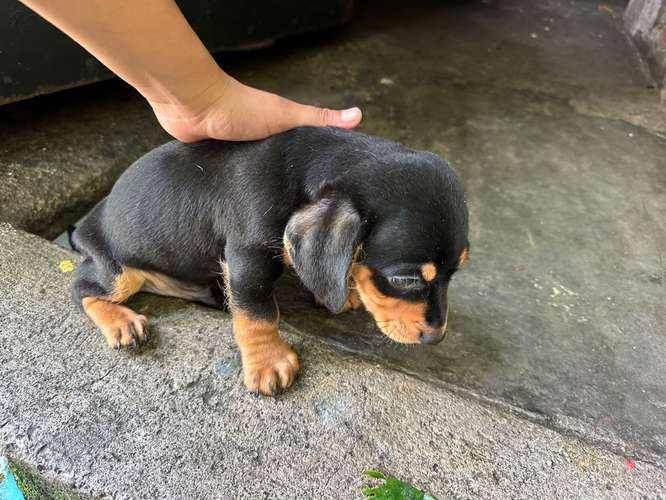 DACHSUND,  SALCHICHA  MES Y MEDIO , DESPARACITADO Y VACUNADO