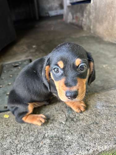DACHSUND,  SALCHICHA  MES Y MEDIO , DESPARACITADO Y VACUNADO