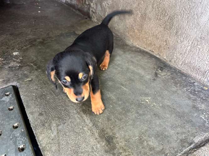DACHSUND,  SALCHICHA  MES Y MEDIO , DESPARACITADO Y VACUNADO