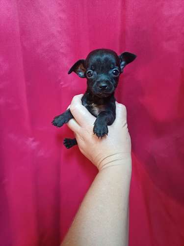 Chihuahua hembra mini toy 