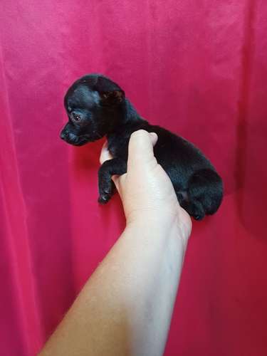 Chihuahua hembra mini toy  - Imagen 2