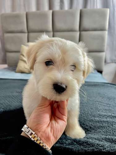 Precioso french poodle  - Imagen 2