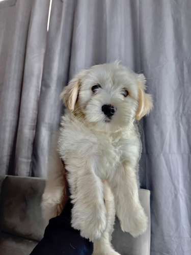 Precioso french poodle 