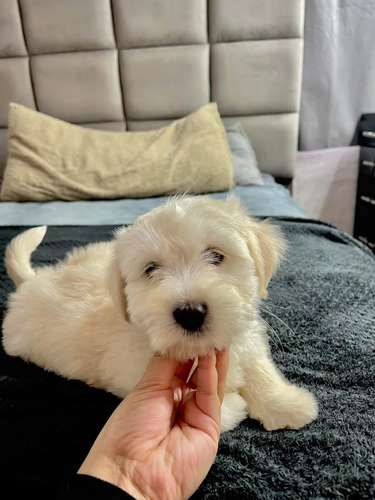 Precioso french poodle  - Imagen 4