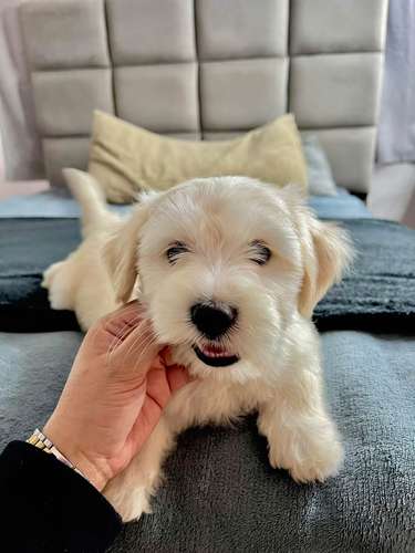 Precioso french poodle  - Imagen 5