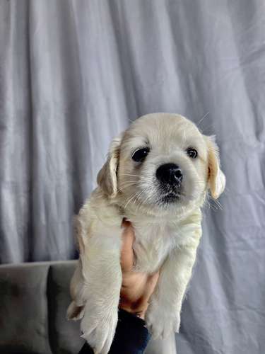 Lindos cachorros french  - Imagen 2
