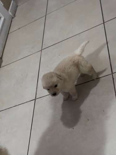 Cachorro golden retriever 
