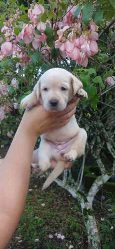 Labrador hembra 