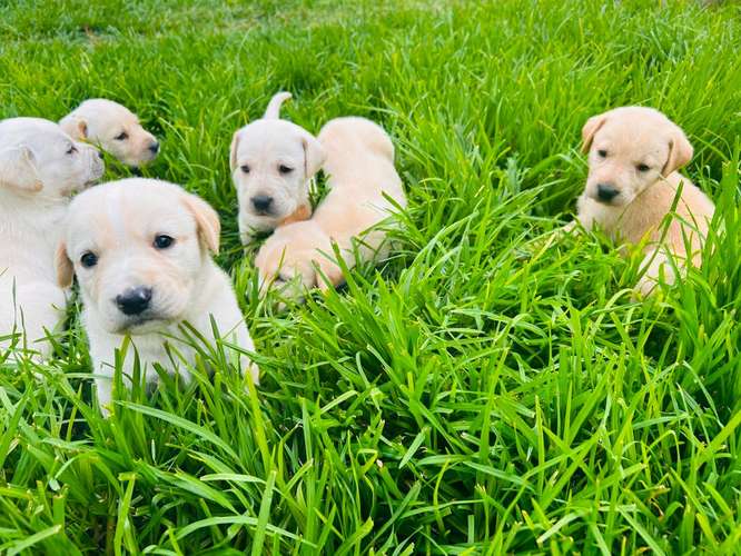Labrador hembra  - Imagen 2