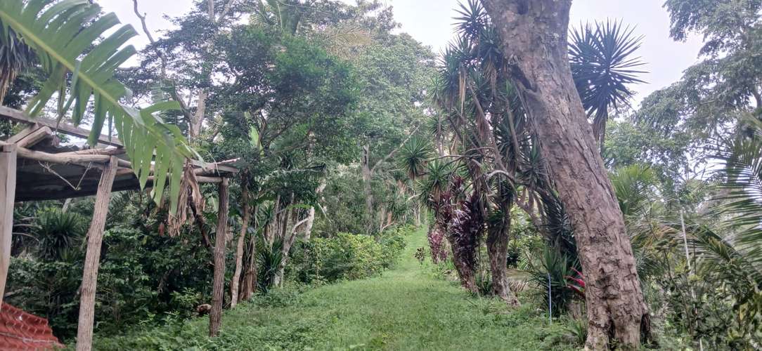 VENTA FINCA CAFÉ Y BALSAMO SAN JULIAN SONSONATE - Imagen 19