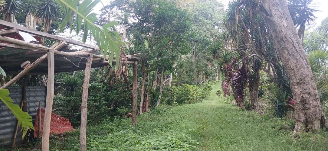 VENTA FINCA CAFÉ Y BALSAMO SAN JULIAN SONSONATE - Imagen 20