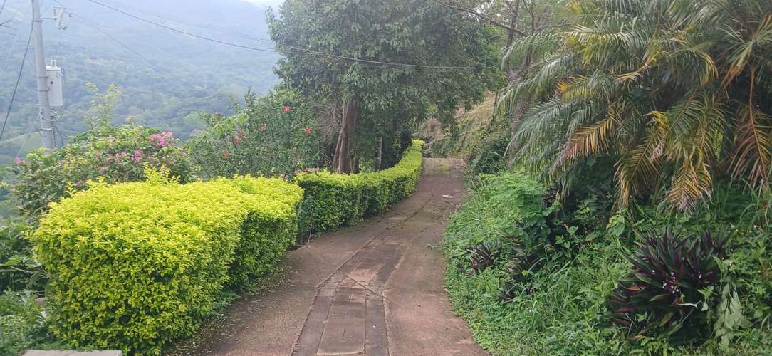 VENTA FINCA CAFÉ Y BALSAMO SAN JULIAN SONSONATE - Imagen 2