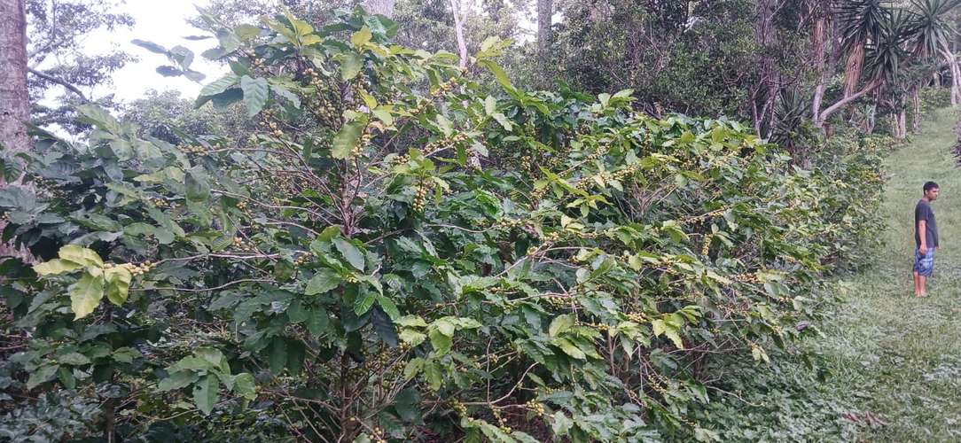 VENTA FINCA CAFÉ Y BALSAMO SAN JULIAN SONSONATE - Imagen 18