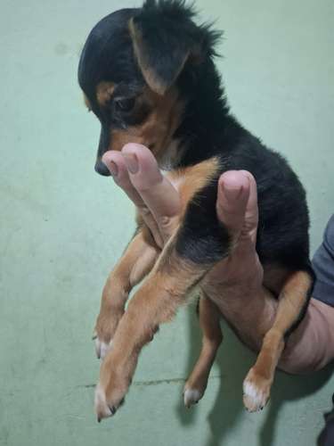 Chihuahuas 