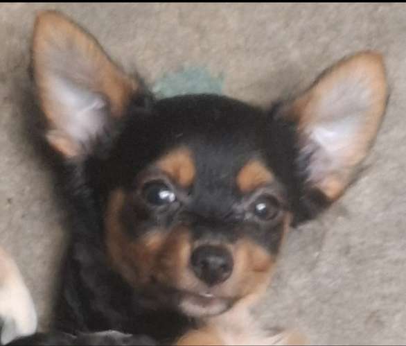 Chihuahuas 