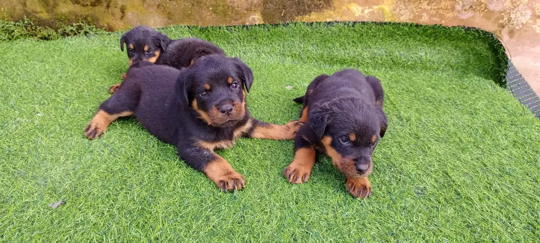 Rottweiler  - Imagen 2