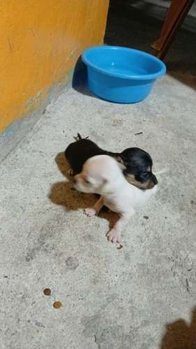 LINDOS CHIHUAHUA
