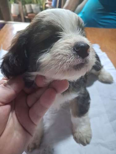Vendo tres cachorros