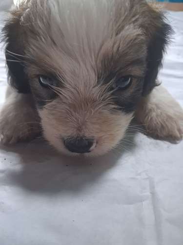 Vendo tres cachorros