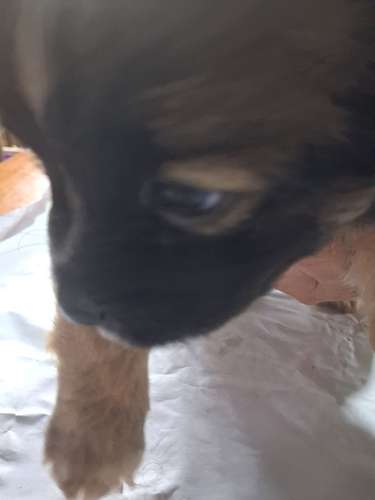 Vendo tres cachorros
