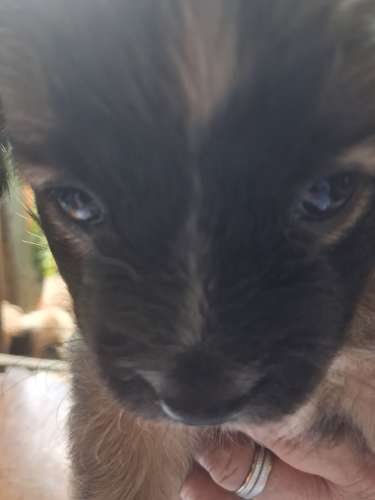 Vendo tres cachorros