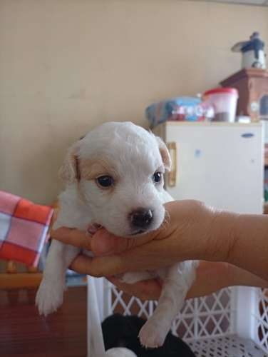  Cachorritos French Pelo lizo buscan un hogar responsable  - Imagen 7