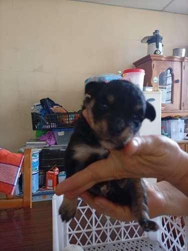  Cachorritos French Pelo lizo buscan un hogar responsable  - Imagen 5