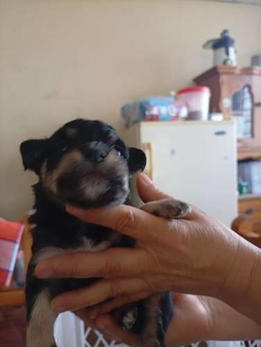  Cachorritos French Pelo lizo buscan un hogar responsable  - Imagen 2