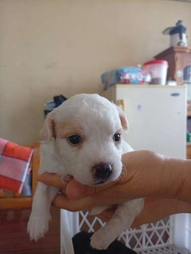  Cachorritos French Pelo lizo buscan un hogar responsable  - Imagen 8