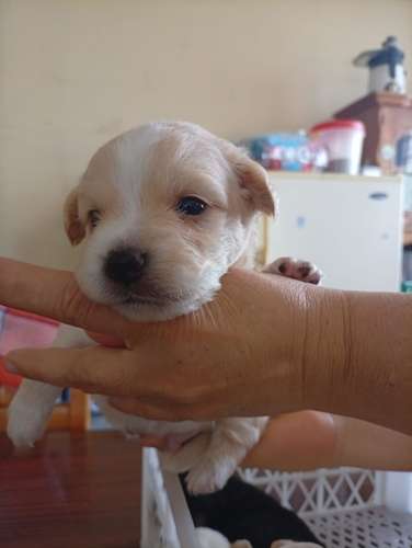 Cachorritos French Pelo lizo buscan un hogar responsable  - Imagen 10