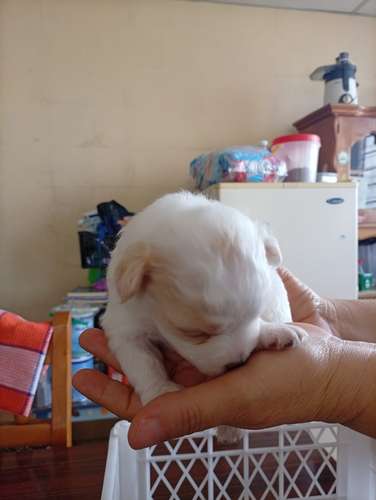  Cachorritos French Pelo lizo buscan un hogar responsable  - Imagen 3
