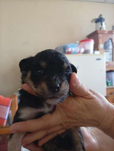  Cachorritos French Pelo lizo buscan un hogar responsable  - Imagen 9