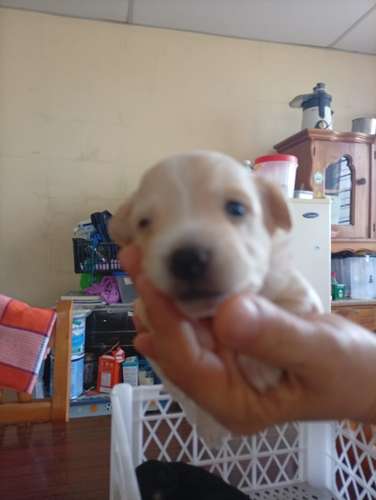  Cachorritos French Pelo lizo buscan un hogar responsable  - Imagen 6