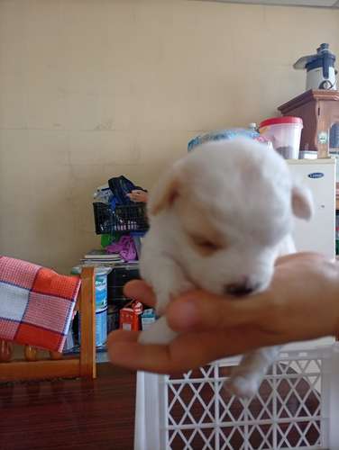  Cachorritos French Pelo lizo buscan un hogar responsable  - Imagen 4